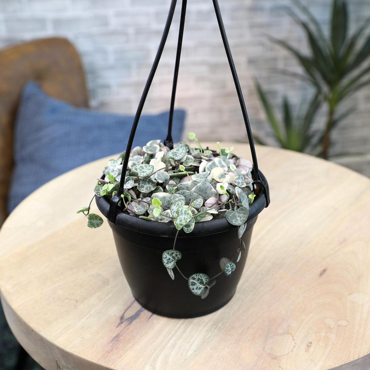 Plants for Pets variegated string of hearts leaf close-up shows creamy margins and pink blush.