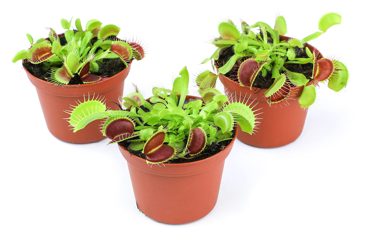 Plants for Pets Venus Fly Trap 3in pot ready for desk or shelf