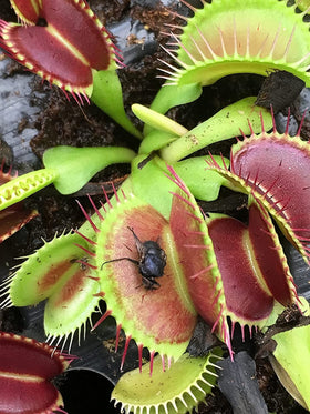 Plants for Pets Venus Fly Trap bloom hint and leaves texture
