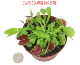 Plants for Pets Venus Fly Trap close-up of red inner leaves for dramatic decor