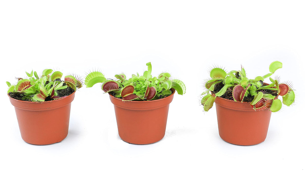 Plants for Pets Venus Fly Trap suitable for kid-friendly desk or classroom