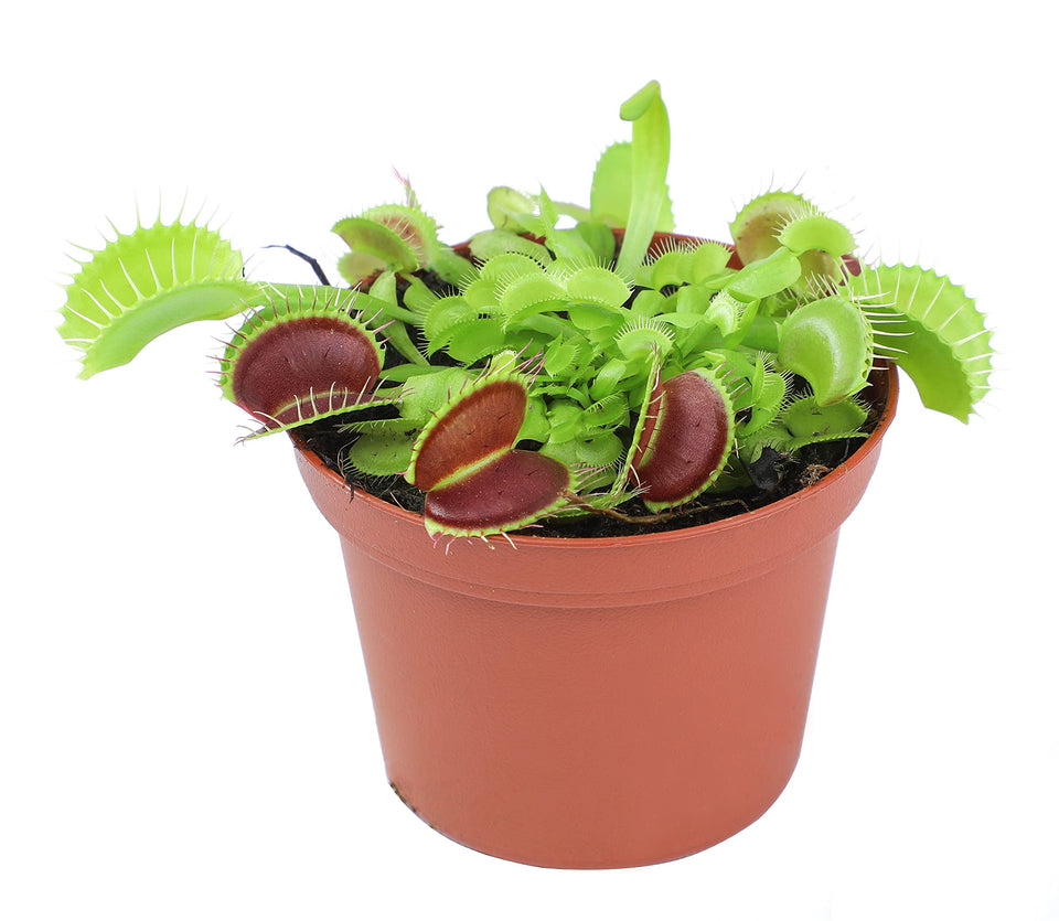 Plants for Pets Venus Fly Trap front view with red interior for decorative display