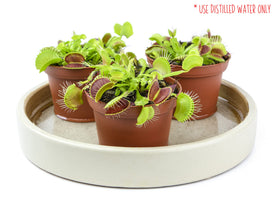 Plants for Pets Venus Fly Trap in a decorative planter for indoor decor