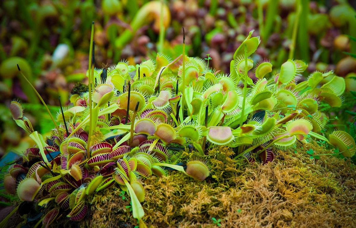 Plants for Pets Venus Fly Trap in a terrarium setup for educational display