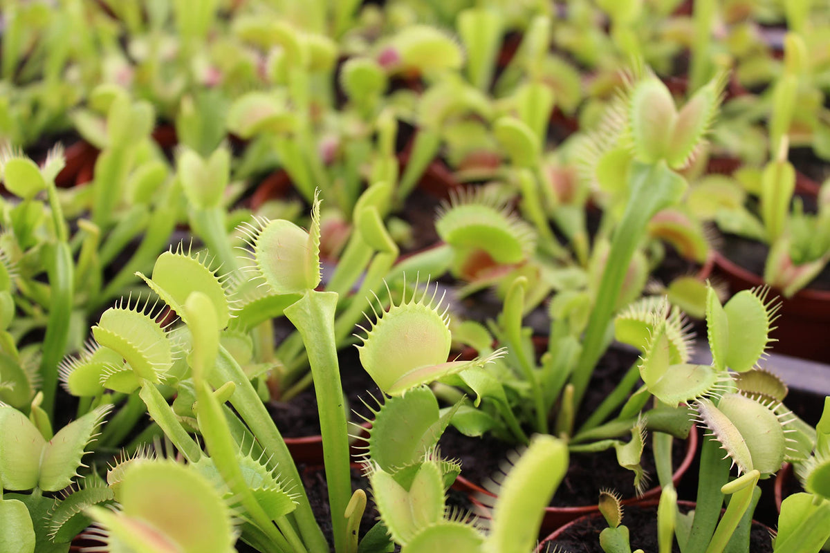 Plants for Pets Venus Fly Trap leaf-trap action showcasing insect-catching interest