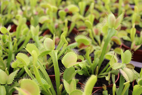 Plants for Pets Venus Fly Trap leaf-trap action showcasing insect-catching interest