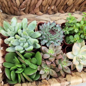 Plants for Pets wedding centerpiece succulents add elegant table decor.