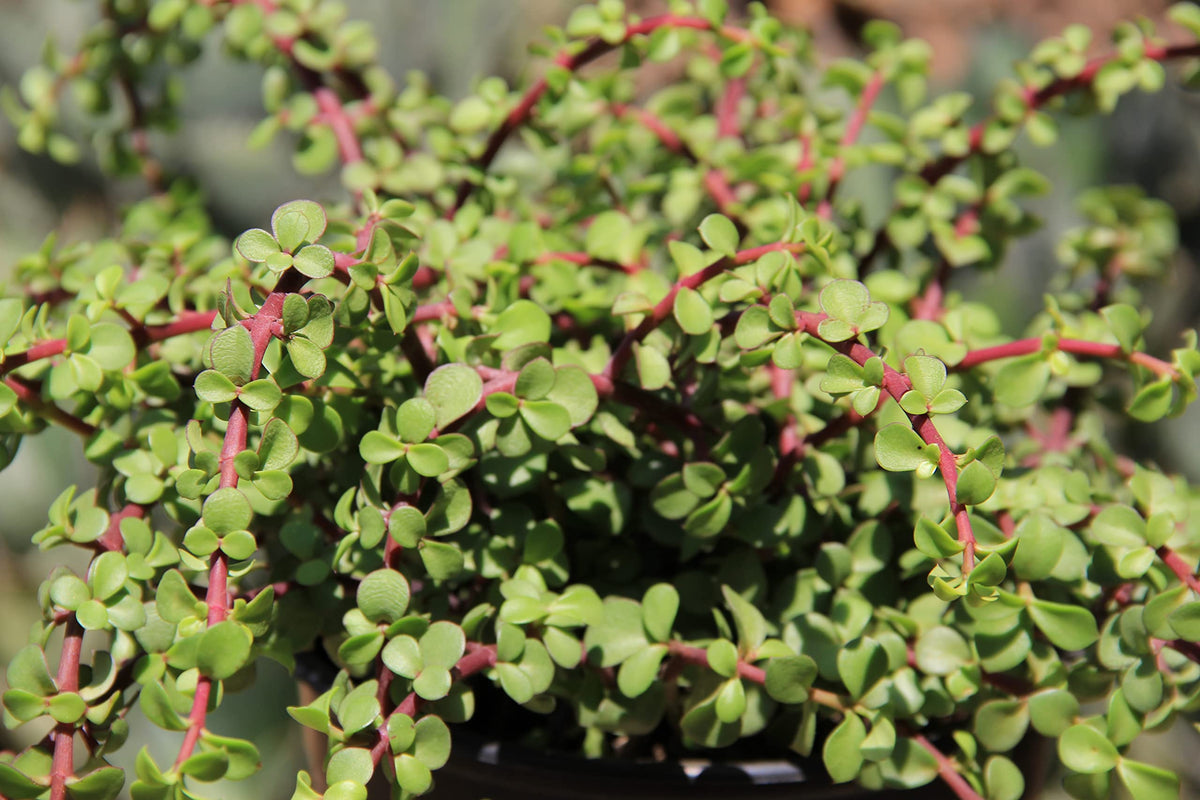 Plants for Pets hanging succulent decor doubles as charming wedding favors.
