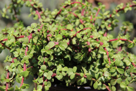 Plants for Pets hanging succulent decor doubles as charming wedding favors.