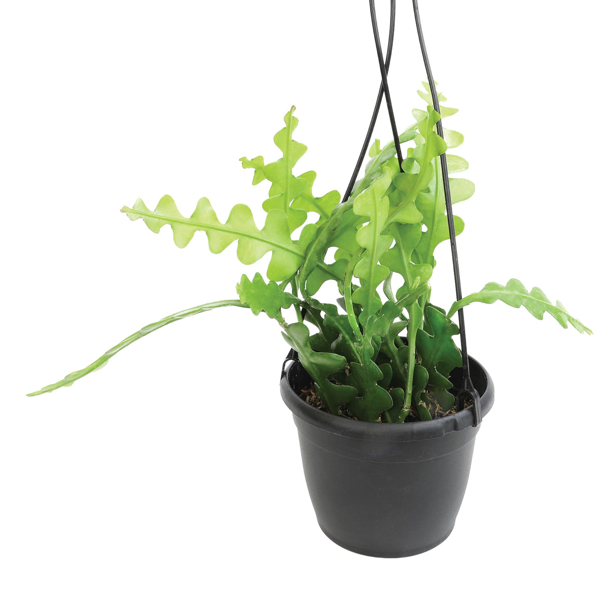 Plants for Pets Zigzag Fishbone Cactus Basket: vibrant hanging greenery for sunny interiors