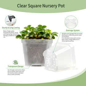 Plgardpo 4-inch clear nursery pot side view shows transparent walls for monitoring growth.