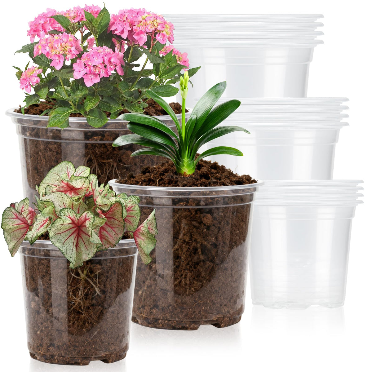 Plgardpo clear nursery pot 5-inch for root observation.