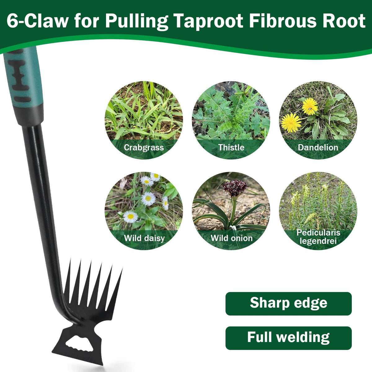 Pnylqo stainless steel weeder close-up showcases rust-resistant durability.