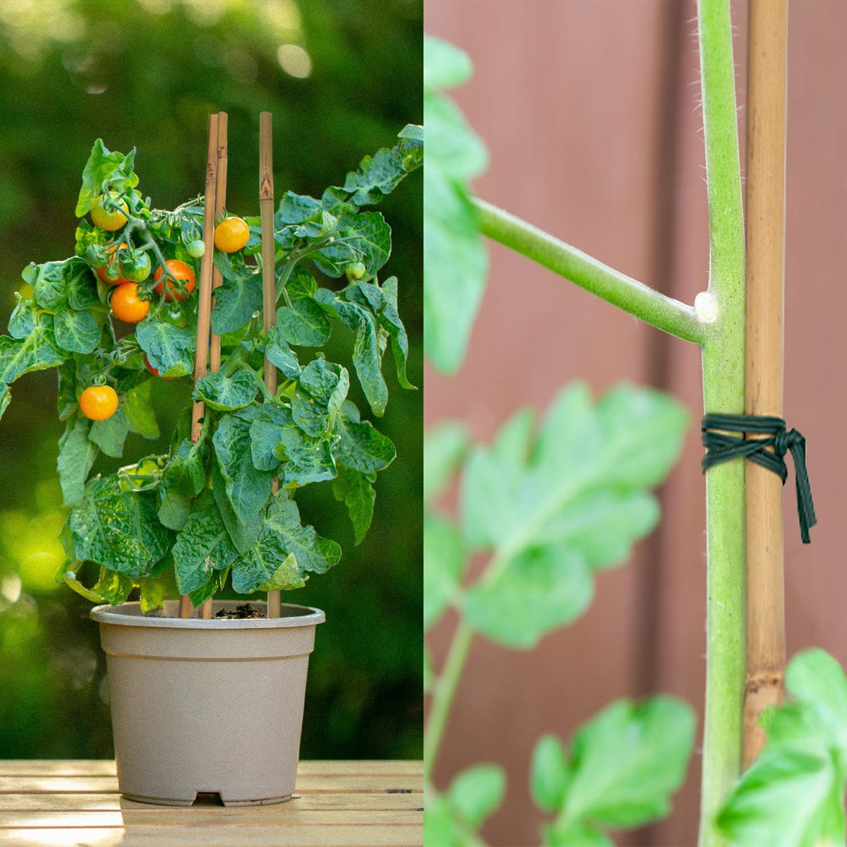 Climbing plants trained with POLIUMB bamboo stakes in a pot.