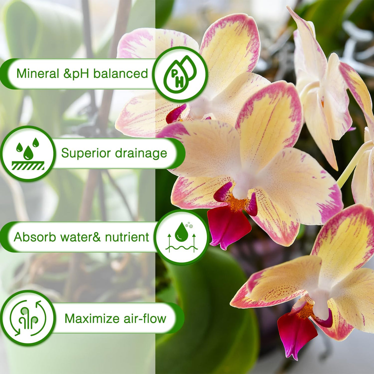 POLIUMB Indoor plants thrive with this mix for bromeliads and succulents.