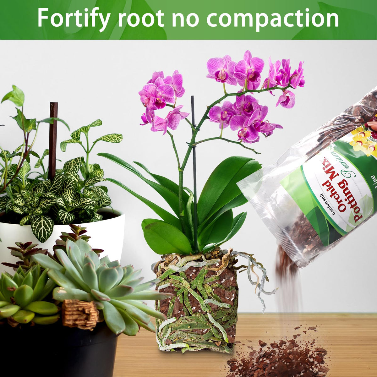 POLIUMB orchid repotting example with Dendrobium and Phalaenopsis