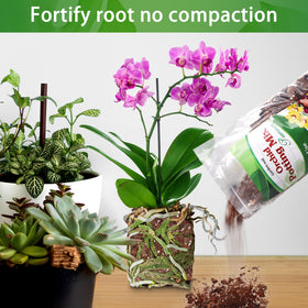 POLIUMB orchid repotting example with Dendrobium and Phalaenopsis