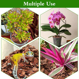 POLIUMB Orchid repotting with premium mix promotes stable plant support.