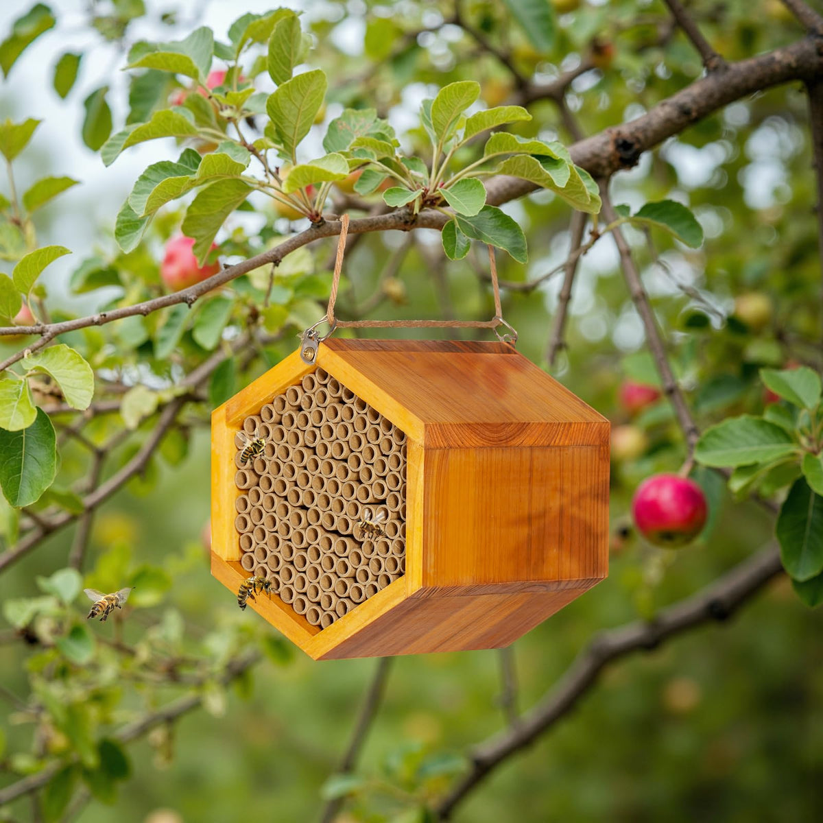 Pollibee Mason Bee House with 5/16-inch holes for cocoons
