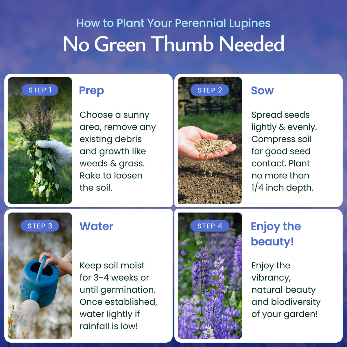 Pollinator-friendly blue lupine flowers attract bees and butterflies in your yard.