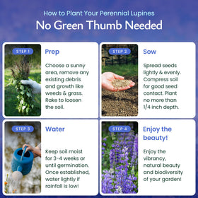 Pollinator-friendly blue lupine flowers attract bees and butterflies in your yard.