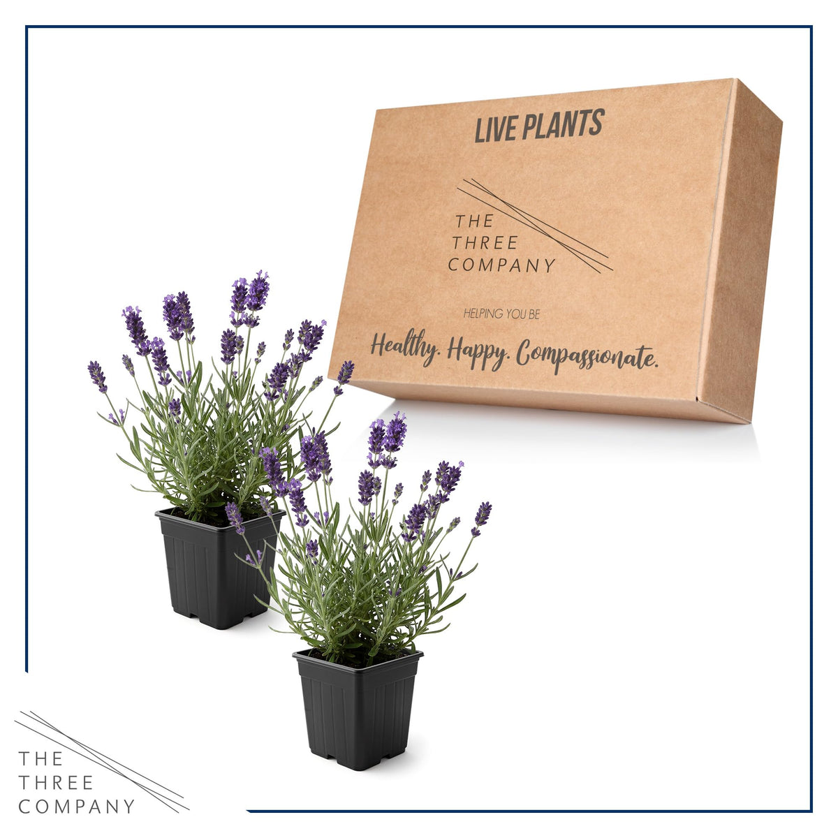 Pollinator-friendly lavender live plants attract beneficial insects.