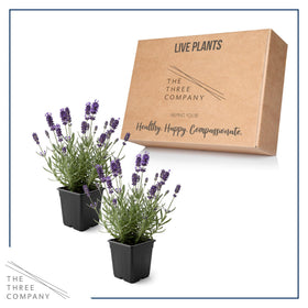 Pollinator-friendly lavender live plants attract beneficial insects.