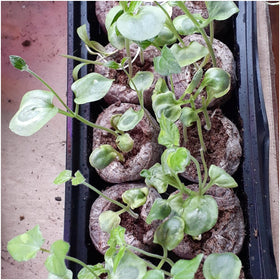 Pollinators visiting Seed Needs vine flowers, supporting a healthy pollinator-friendly garden.