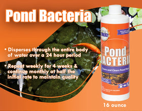 Pondworx bacteria tackles pond muck and sludge in a water feature