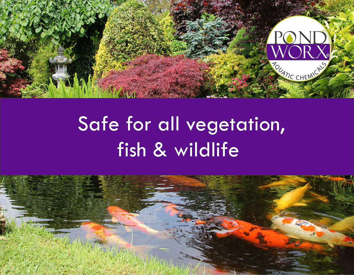 Pondworx bacteria allows recreation immediately after treatment