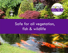 Pondworx bacteria allows recreation immediately after treatment