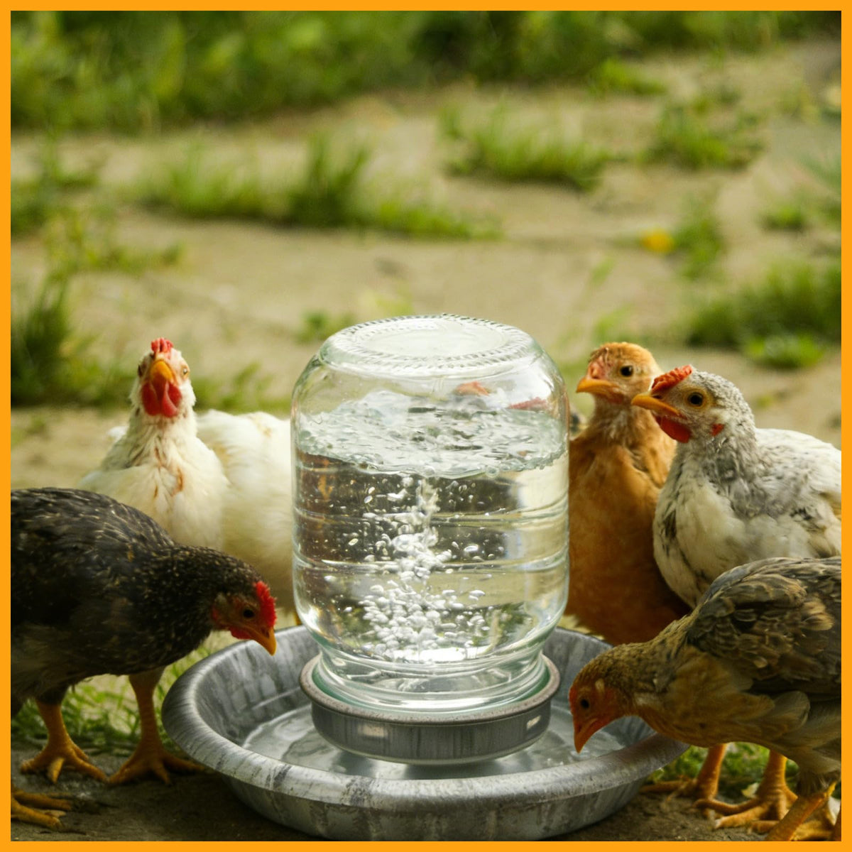 Potchen versatile bases for home, farm, or classroom chick-raising