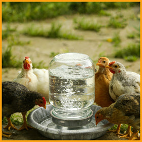 Potchen versatile bases for home, farm, or classroom chick-raising
