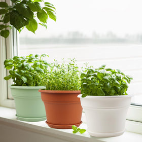 Drainage holes and saucer prevent overwatering and contain spills.