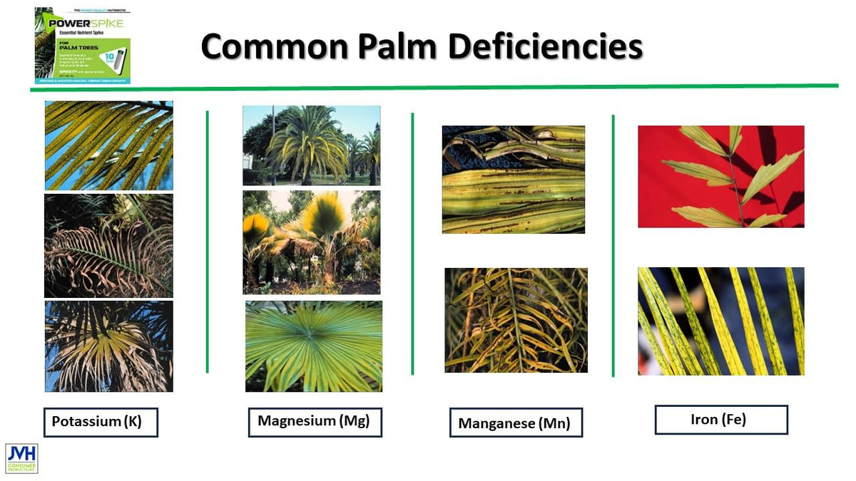 Power Spike green-growth-palm showing lush fronds and vitality