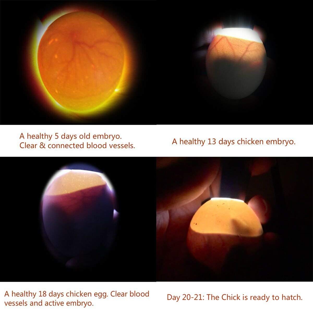 Powerful Egg Candler cool light minimizes heat during candling