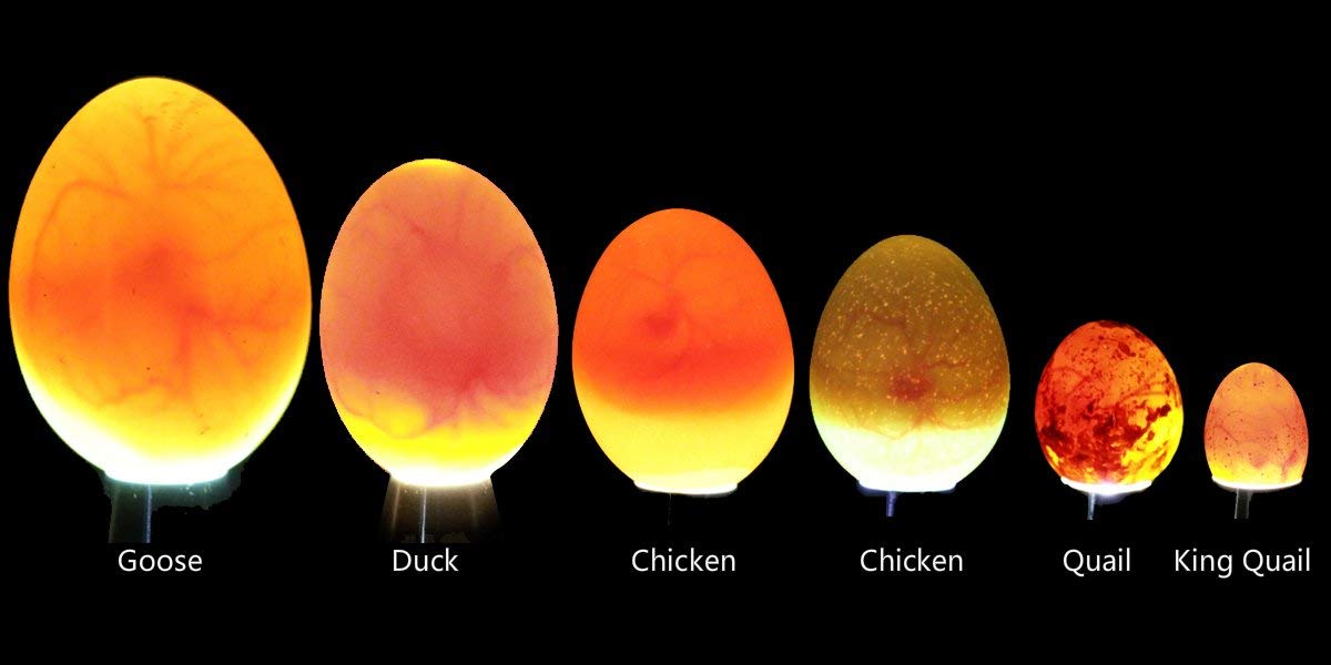 Powerful Egg Candler reveals embryo visibility through the shell