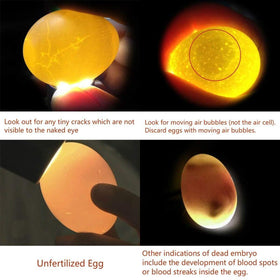 Powerful Egg Candler includes illustrated candling guide for beginners and pros