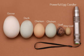 Portable Powerfull Egg Candler powered by batteries for use anywhere