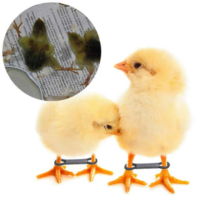 Pranovo baby chick leg hobbles pack providing gentle leg support.