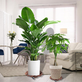 PRAQECZ 12-inch plant dolly with 5 wheels simplifies indoor rearrangements.
