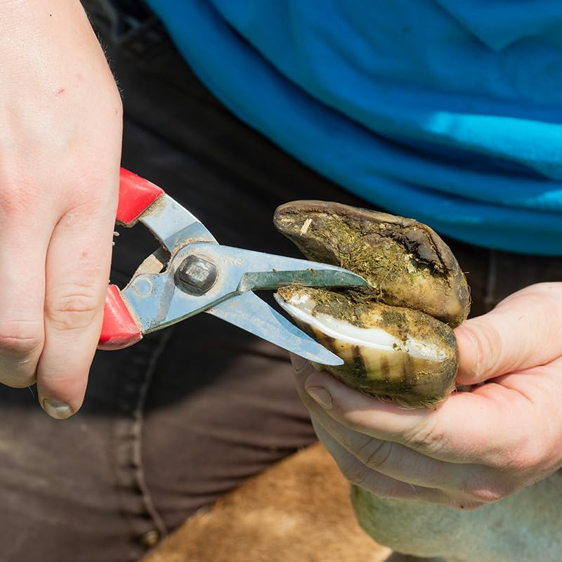 Premier 1 ARS 140DXR ideal for pruning flowers and shrubs.