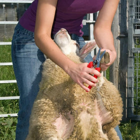 Premier 1 ARS 140DXR rounded blade tips enable safe hoof cleaning and probing.