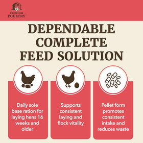Premium Poultry Layer Pellet egg shell closeup highlights durable shells.