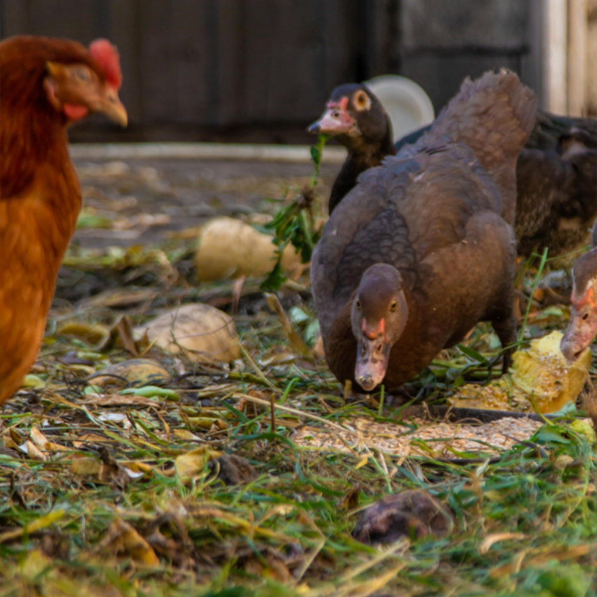 Premium Poultry Layer Pellet close-up of uniform pellets and low dust.