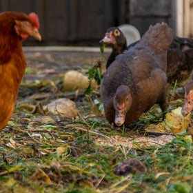 Premium Poultry Layer Pellet close-up of uniform pellets and low dust.