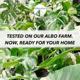 Measuring cap portion of Leaf LUX for accurate dosing