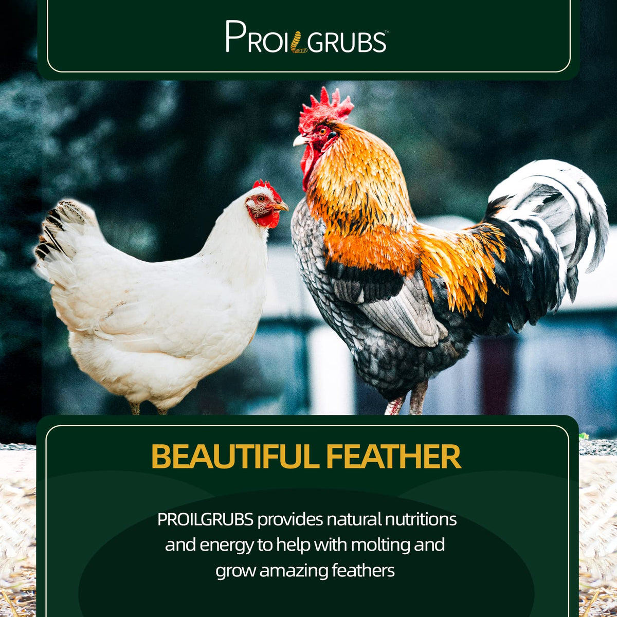 PROILGRUBS BSFL recyclable packaging illustrating sustainable storage.