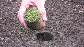 ProPlugger bulb planter image shows spring and fall bulbs ready for placement.