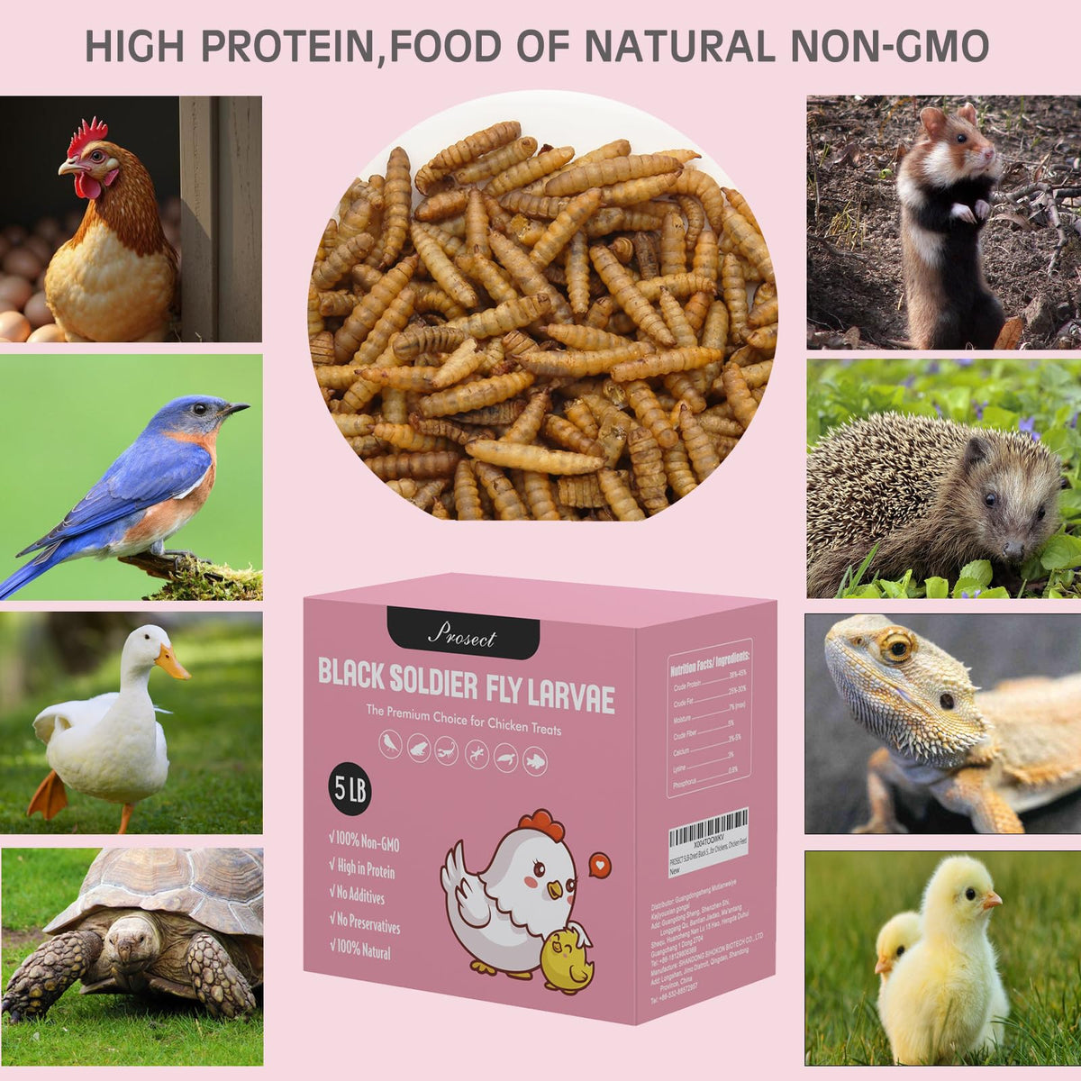 Calcium-rich BSF larvae support laying hens' mineral intake.